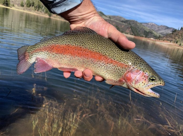 COLORADO FISH SPECIES Flyseekers